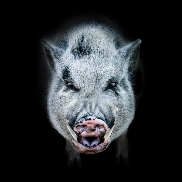 Roger Oberholzer Fotografie Manufaktur