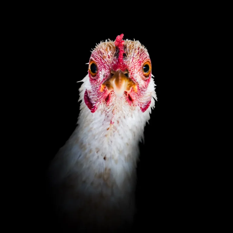 Roger Oberholzer Fotografie Manufaktur